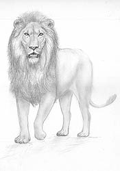 Tegning af løve